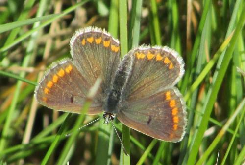 Aricia sp.